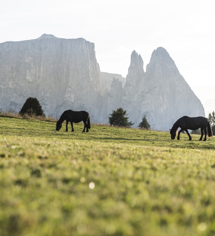 hubertus dolomites Fiè allo Sciliar | La bellezza dell'estate in Alto Adige: a cavallo dell'Alpe di Siusi I cavalli vengono nutriti in un prato dell'Alpe di Siusi. Lo Sciliar è sullo sfondo.